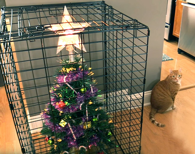How to protect your Christmas tree from pets.