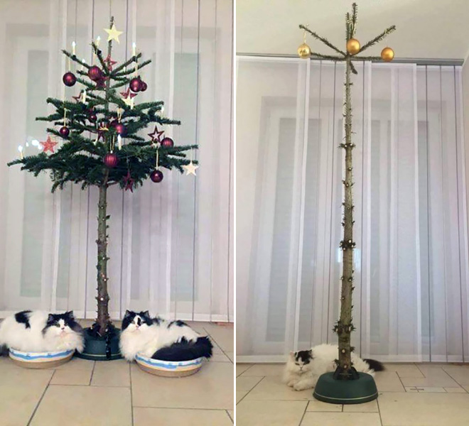 How to protect your Christmas tree from pets.