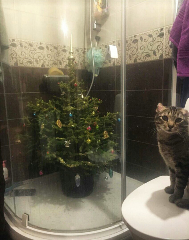 How to protect your Christmas tree from pets.