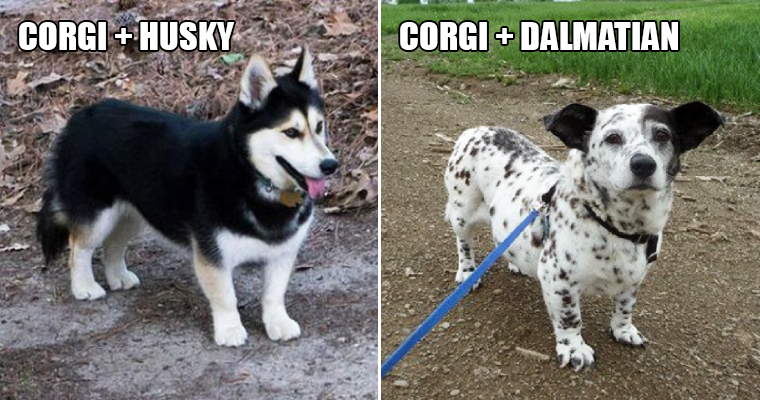 Corgi malamute hot sale mix