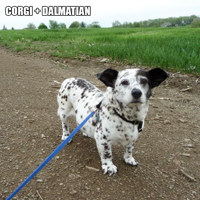 Corgi mixes are pretty funny.