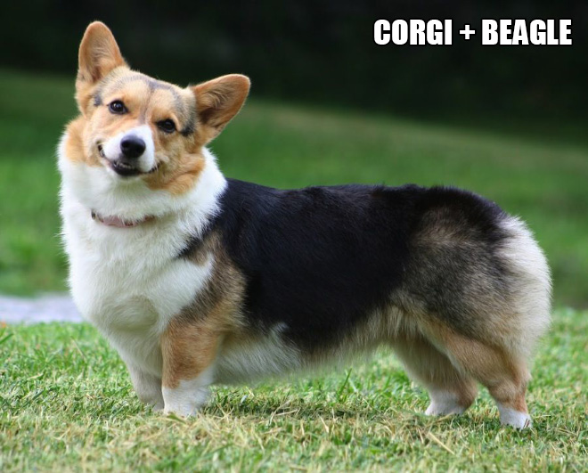 Corgi mixes are pretty funny.