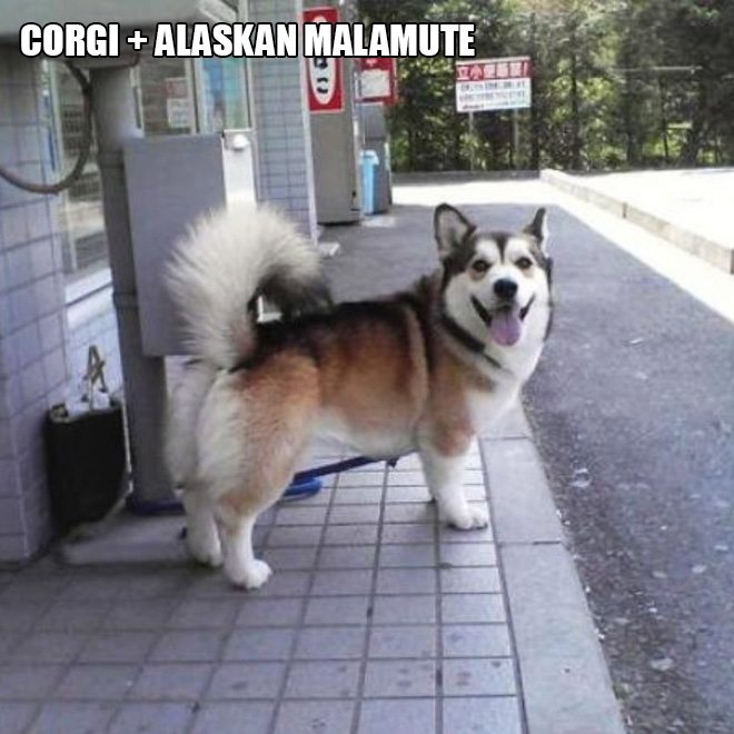 Corgi mixes are pretty funny.