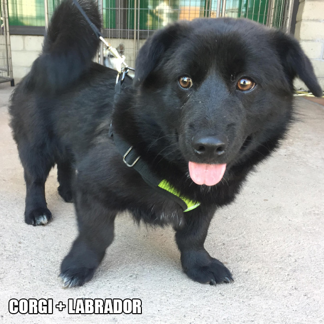 Corgi mixes are pretty funny.