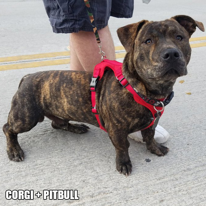 Corgi mixes are pretty funny.