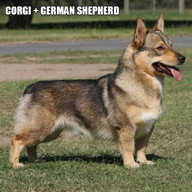 Corgi mixes are pretty funny.