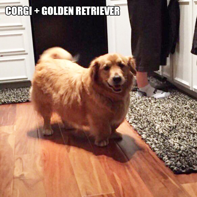 Corgi mixes are pretty funny.