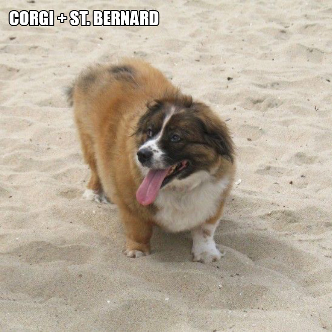 Corgi mixes are pretty funny.