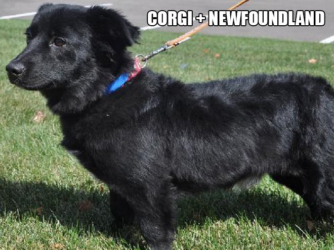 Corgi mixes are pretty funny.