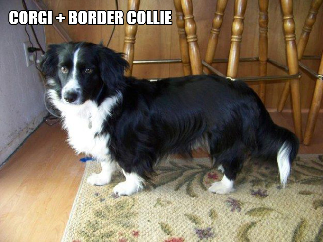 Corgi mixes are pretty funny.