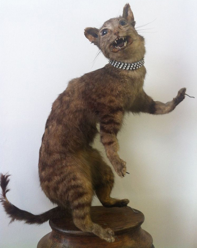 Low budget cat taxidermy.