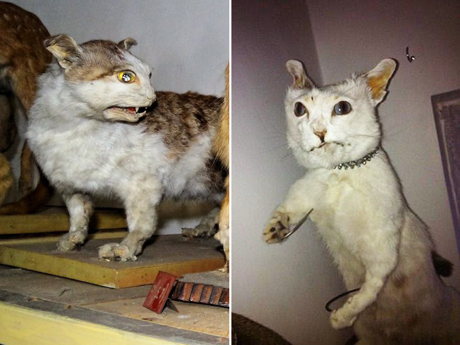 Low budget cat taxidermy.