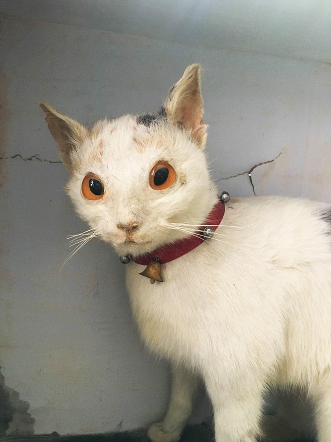 Low budget cat taxidermy.