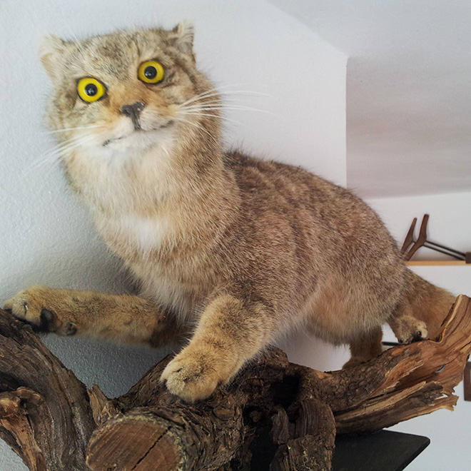 Low budget cat taxidermy.