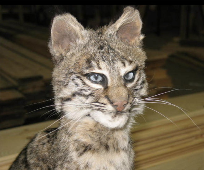 Low budget cat taxidermy.