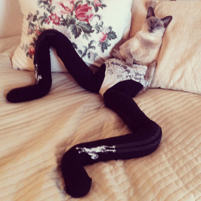 Cat in tights.