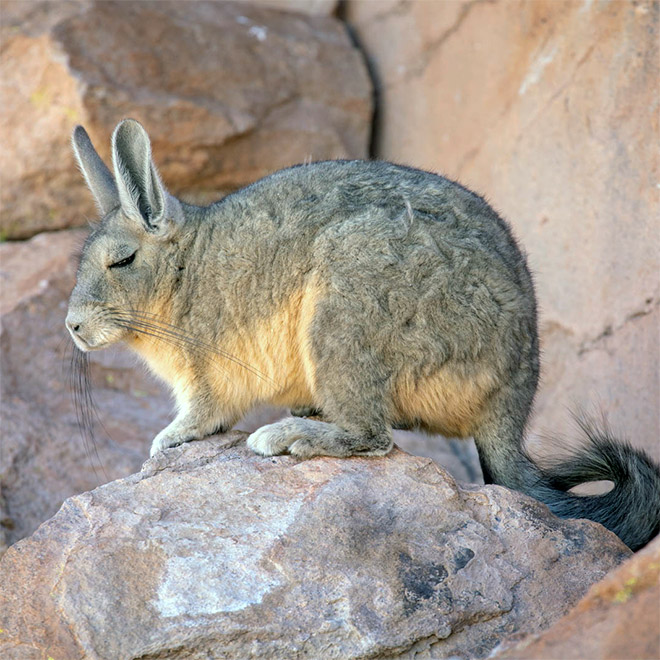 This animal is tired of your sh*t.