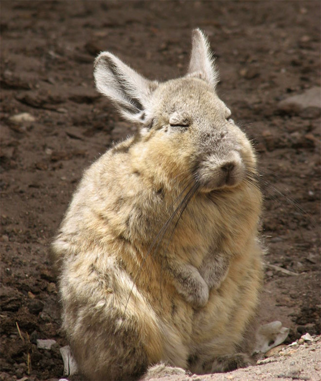 This animal is tired of your sh*t.