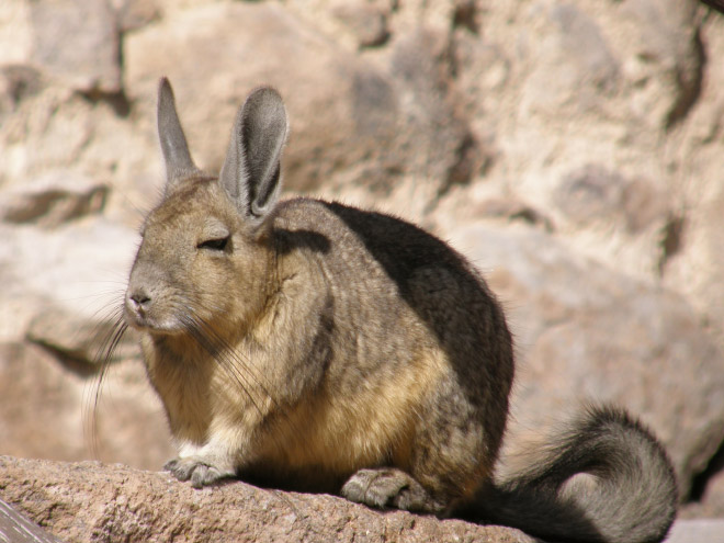 This animal is tired of your sh*t.