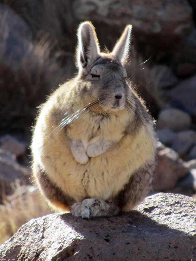 This animal is tired of your sh*t.