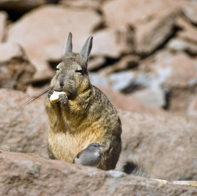 This animal is tired of your sh*t.