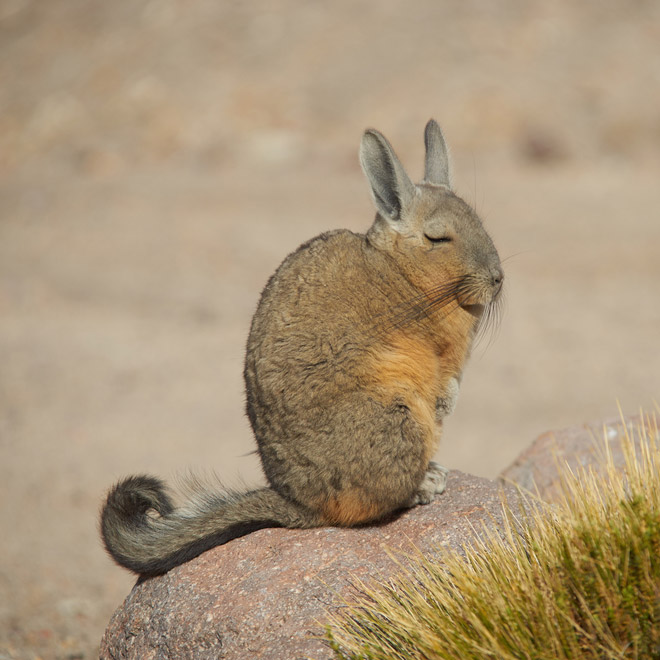 This animal is tired of your sh*t.