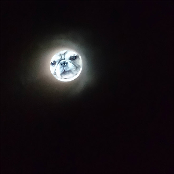 Toilet paper roll Moon photo.