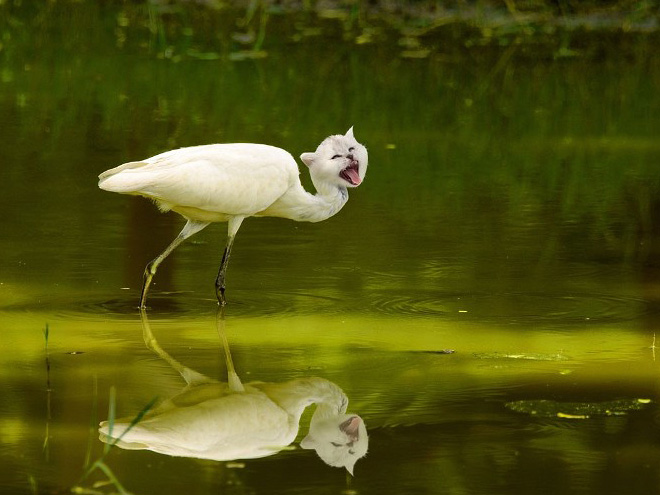 Birdcat... or catbird?