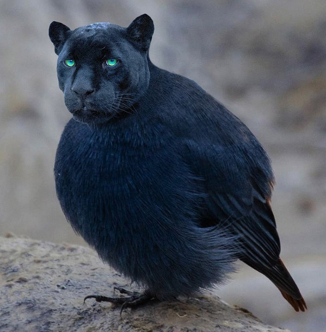 Birdcat... or catbird?