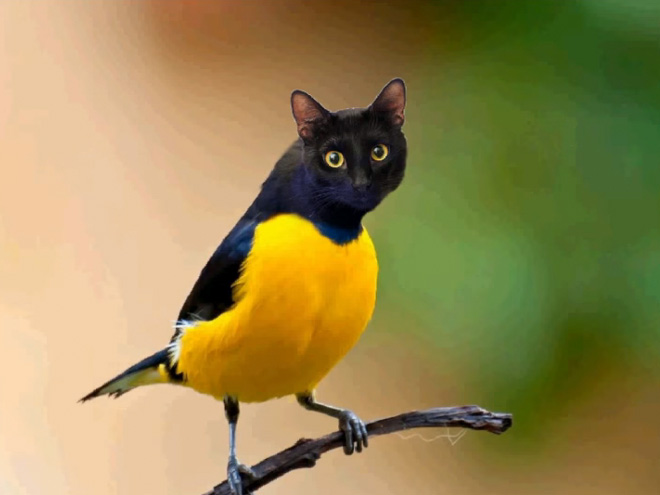 Birdcat... or catbird?