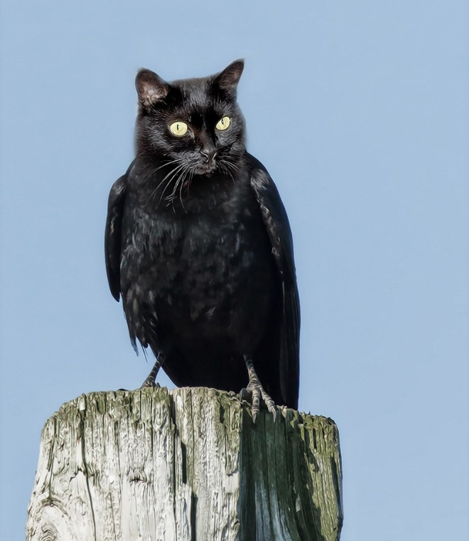 Birdcat... or catbird?