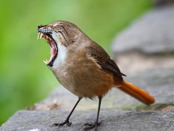 Birdcat... or catbird?