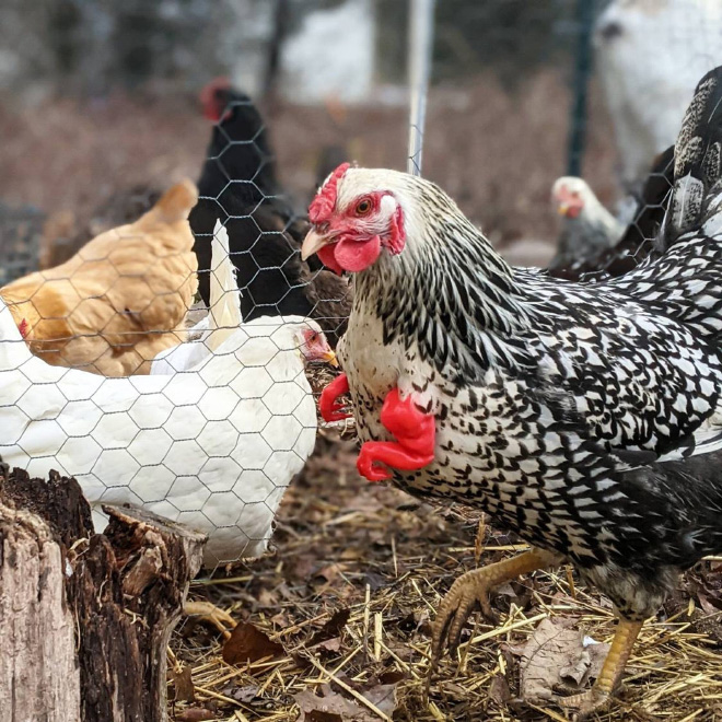 3D printed T-Rex chicken arms.