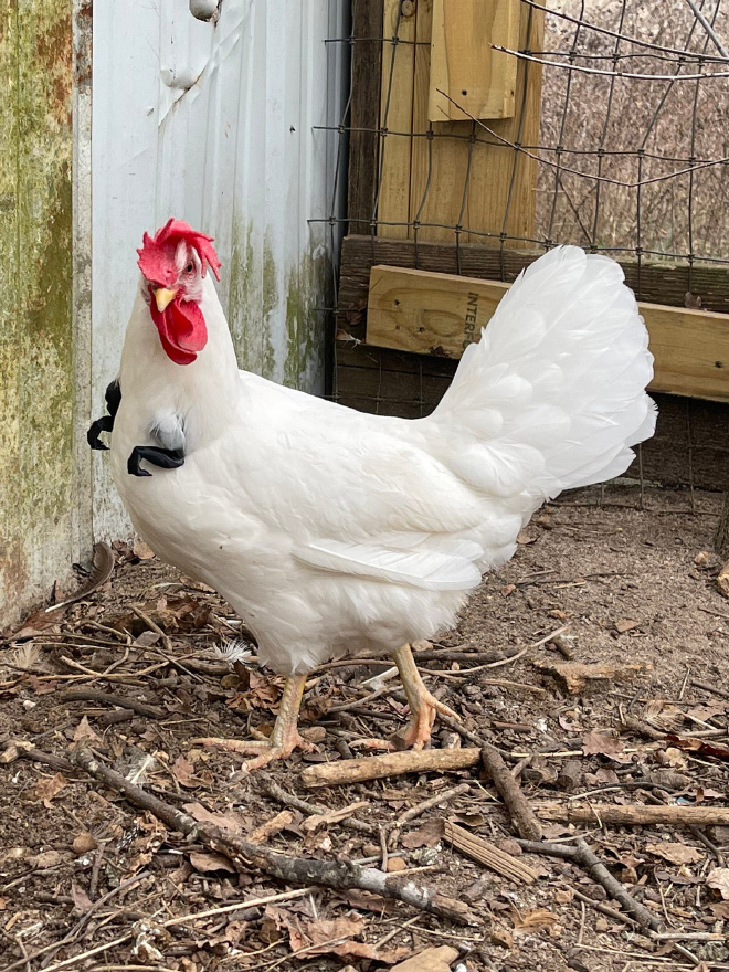 3D printed T-Rex chicken arms.