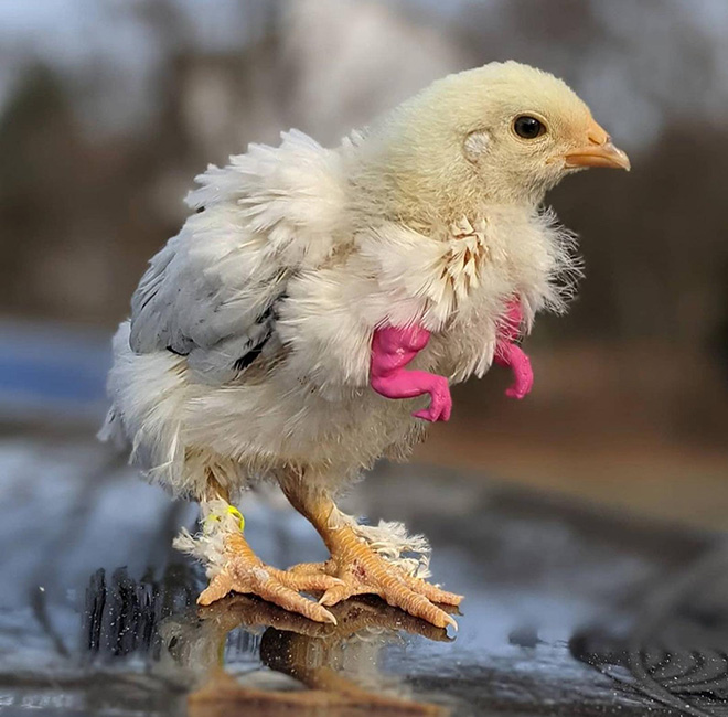 3D printed T-Rex chicken arms.