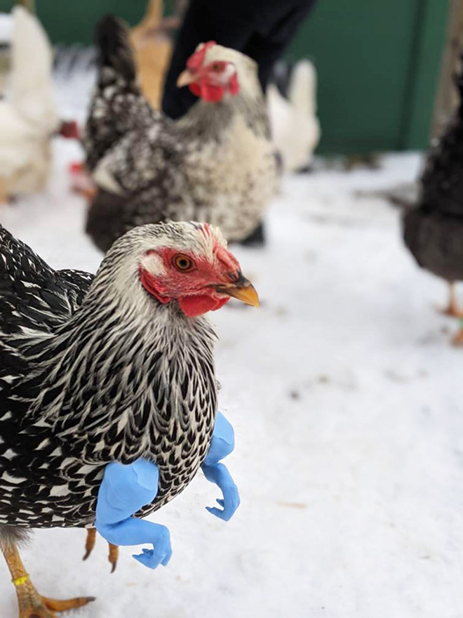 3D printed T-Rex chicken arms.