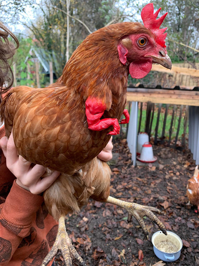 3D printed T-Rex chicken arms.