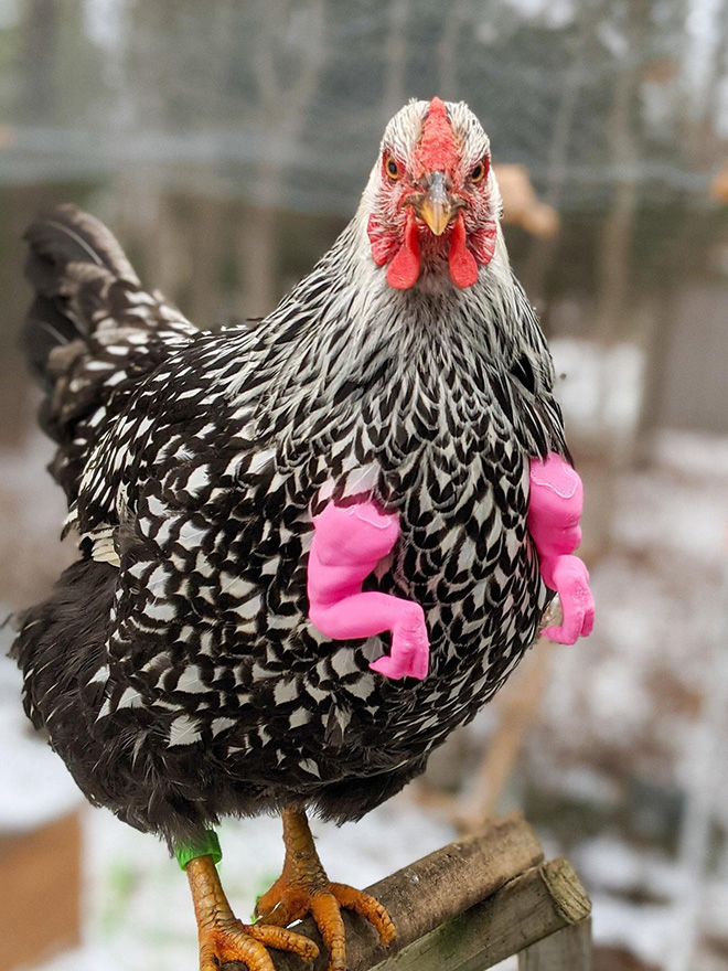 3D printed T-Rex chicken arms.