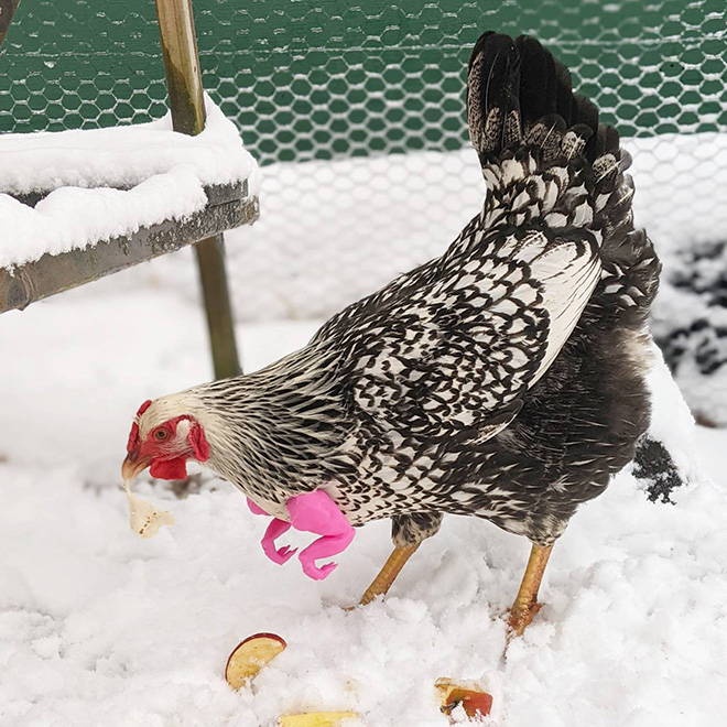 3D printed T-Rex chicken arms.