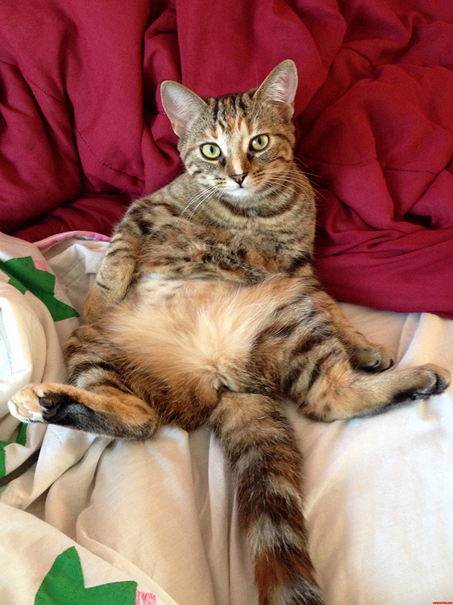 Cat rudely interrupted while washing.