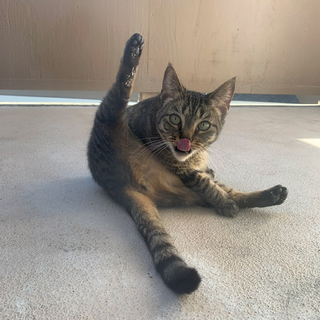 Cat rudely interrupted while washing.