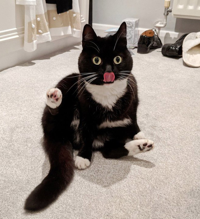 Cat rudely interrupted while washing.