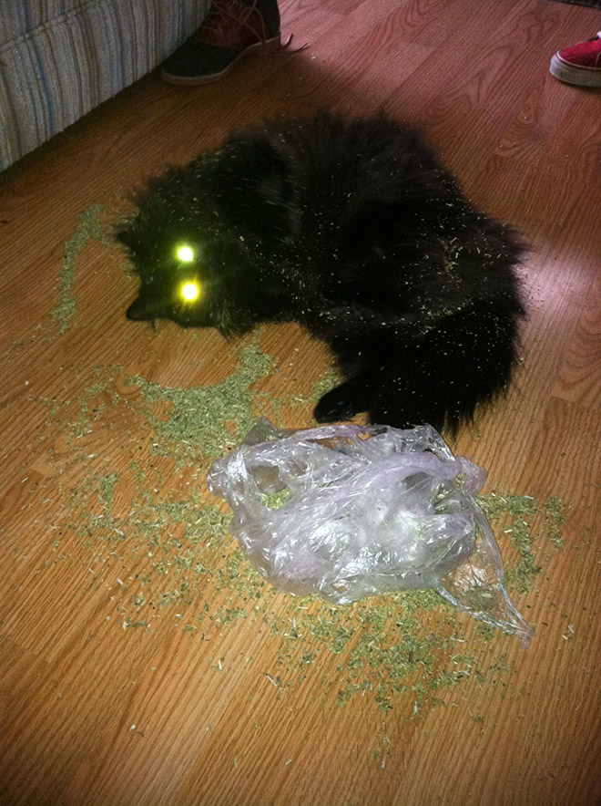 If you won't talk to your cat about catnip, who will?