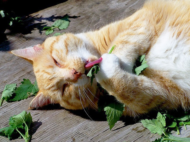 If you won't talk to your cat about catnip, who will?