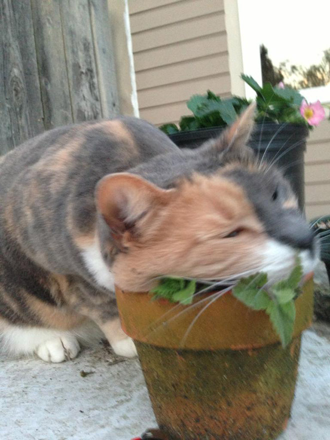 If you won't talk to your cat about catnip, who will?