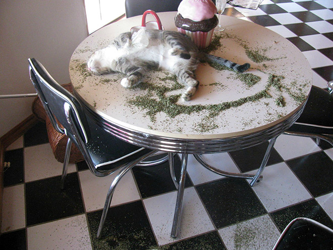 If you won't talk to your cat about catnip, who will?