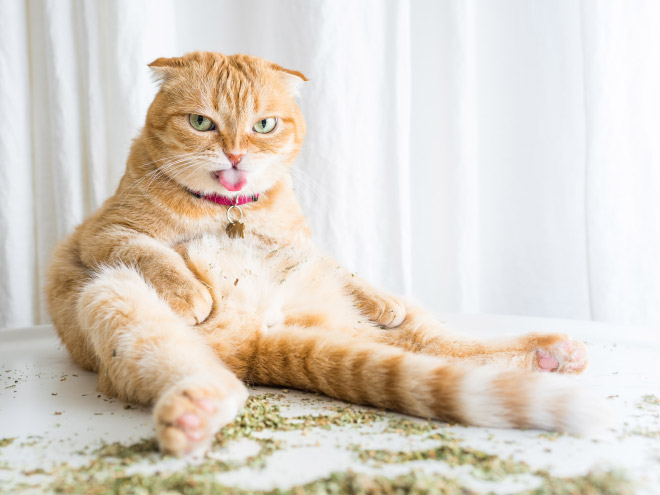 If you won't talk to your cat about catnip, who will?