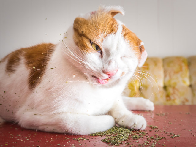 If you won't talk to your cat about catnip, who will?