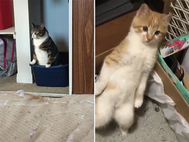 Why some cats poop standing up?