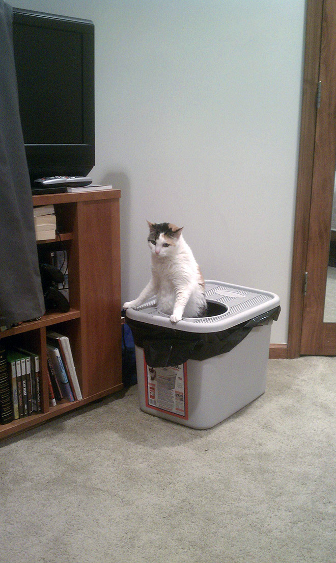 Why some cats poop standing up?